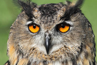 Eurasian Eagle Owl by cycoze