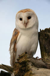 Barn Owl Perch by cycoze