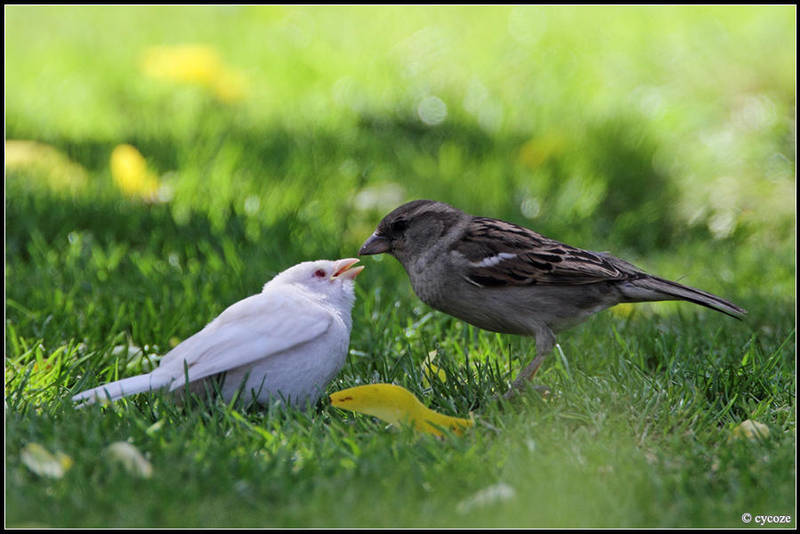 Albino Sparrow by cycoze