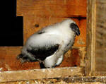 Baby Vulture by steamrailwilly