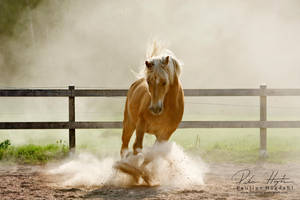 Haflinger by Colourize Haflinger by Colourize