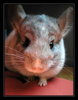 Curious Chinchilla by macareux24