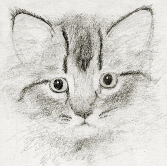 Little Kitty Sketch by asynjur