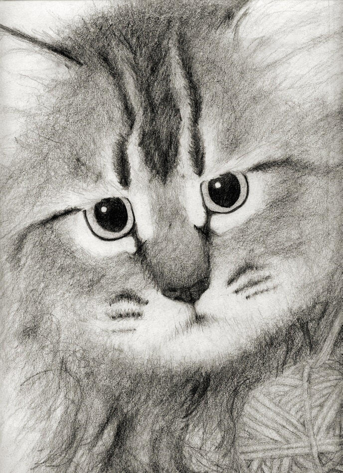 Kitty Pencil Drawing by asynjur