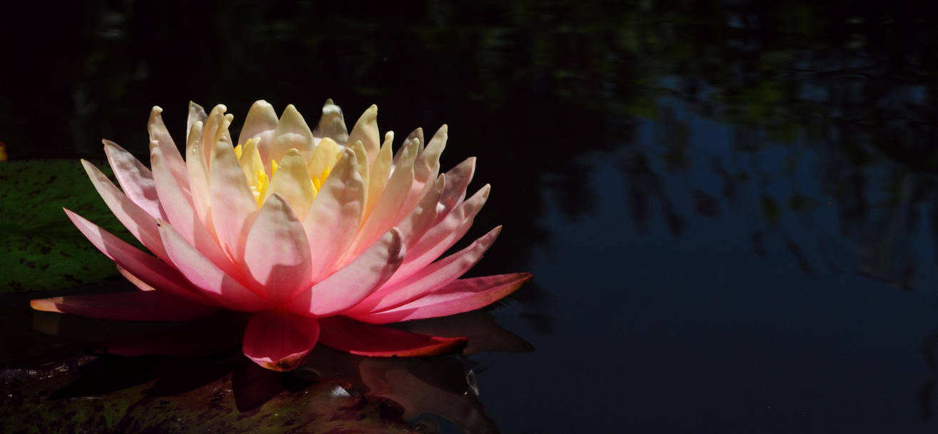 Sunny Pink by Althytrion