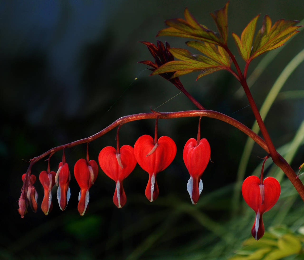 Heart by Heart by Althytrion
