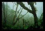 Elfin forest by Sonik-Sheep