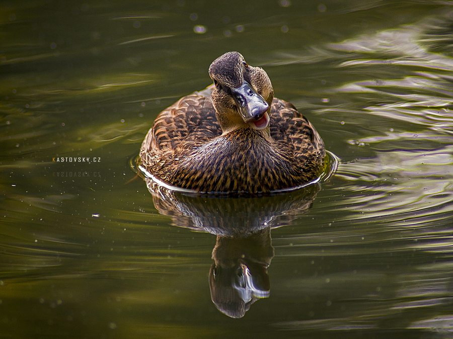 Duck, Duck! by Zavorka