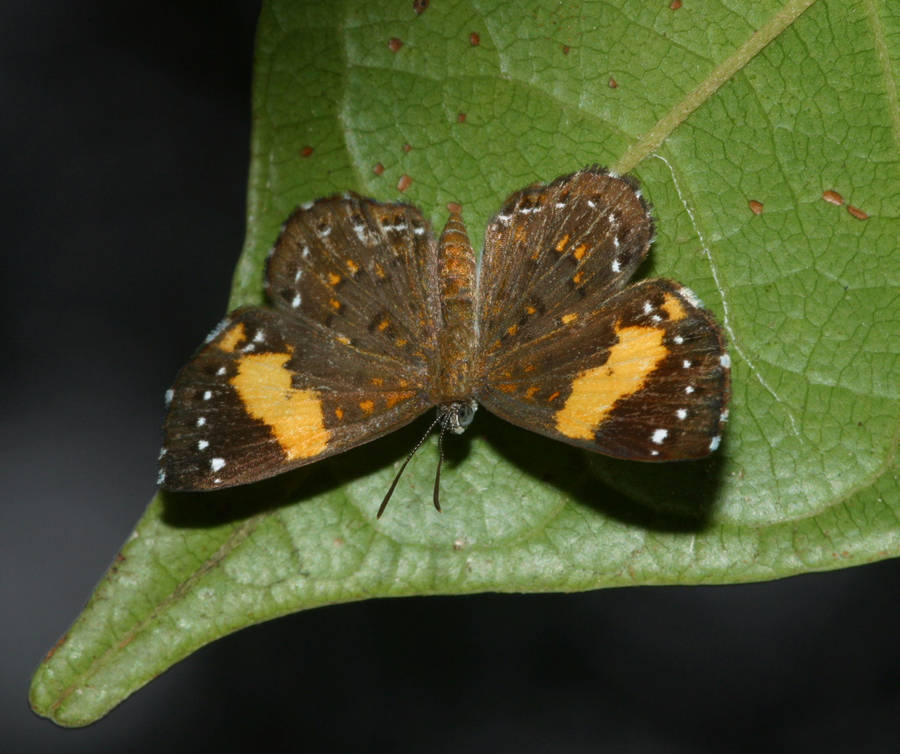 Calospila emylius - dorsal by segraser
