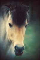 This Is A Horse by JillAuville