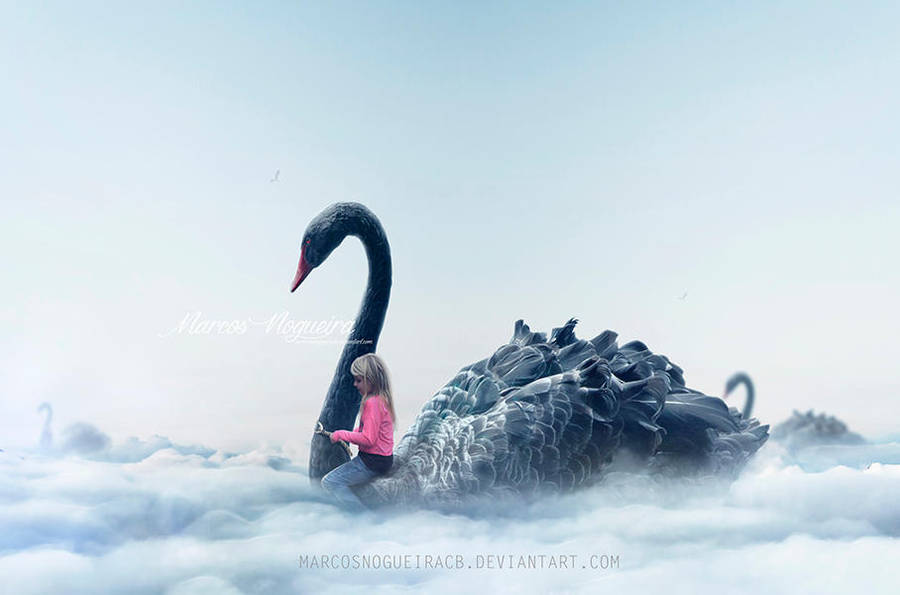 Swan ride by marcosnogueiracb Swan ride by marcosnogueiracb