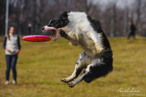 Flying dog by JaneKoshchina