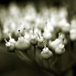 .: DANCER IN THE WIND :. by gingado