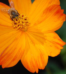 bee by xthumbtakx