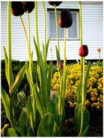 Nature II by Hurricane007