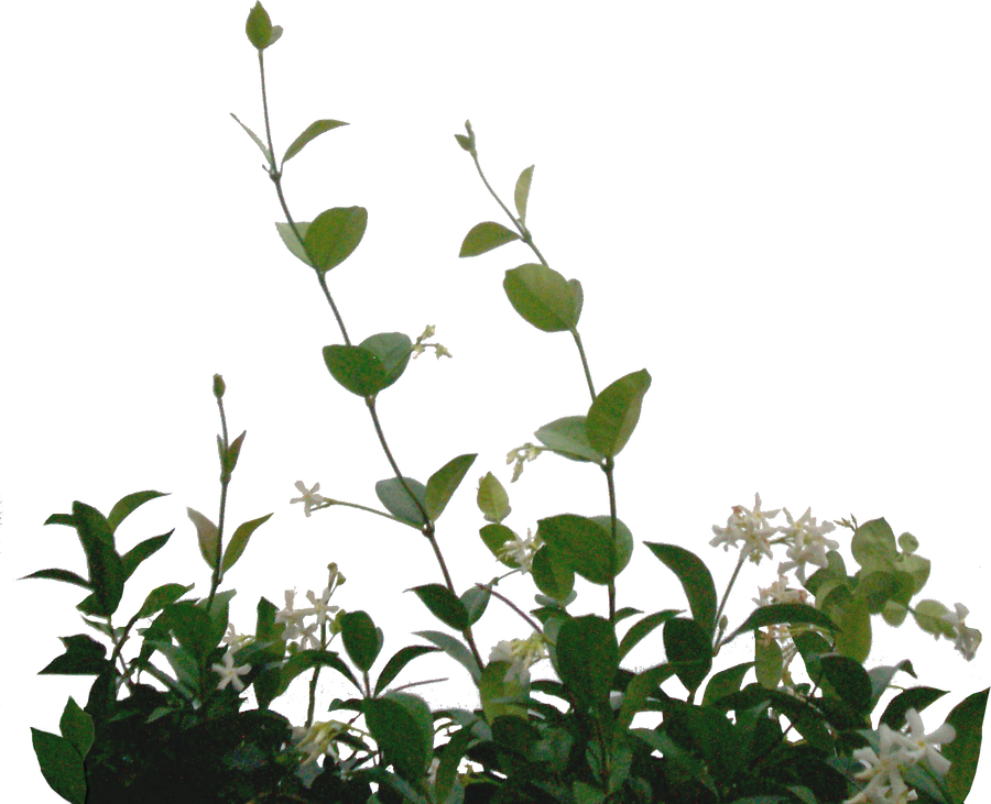 lateral foliage stock 2 by EveBlackwoodStock