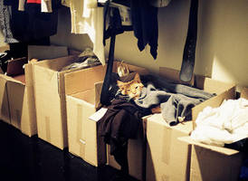 my cat Ohman in my closet by stefa-zozokovich