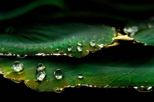...morning dew... by SAMLIM