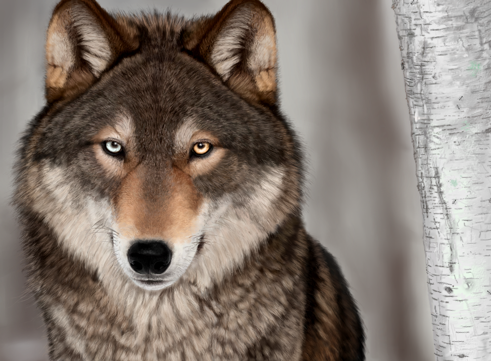 Wolf drawing by LauriieT on DeviantArt