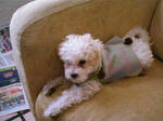 Perry the Pla... eh... Puppy by BBsGirl