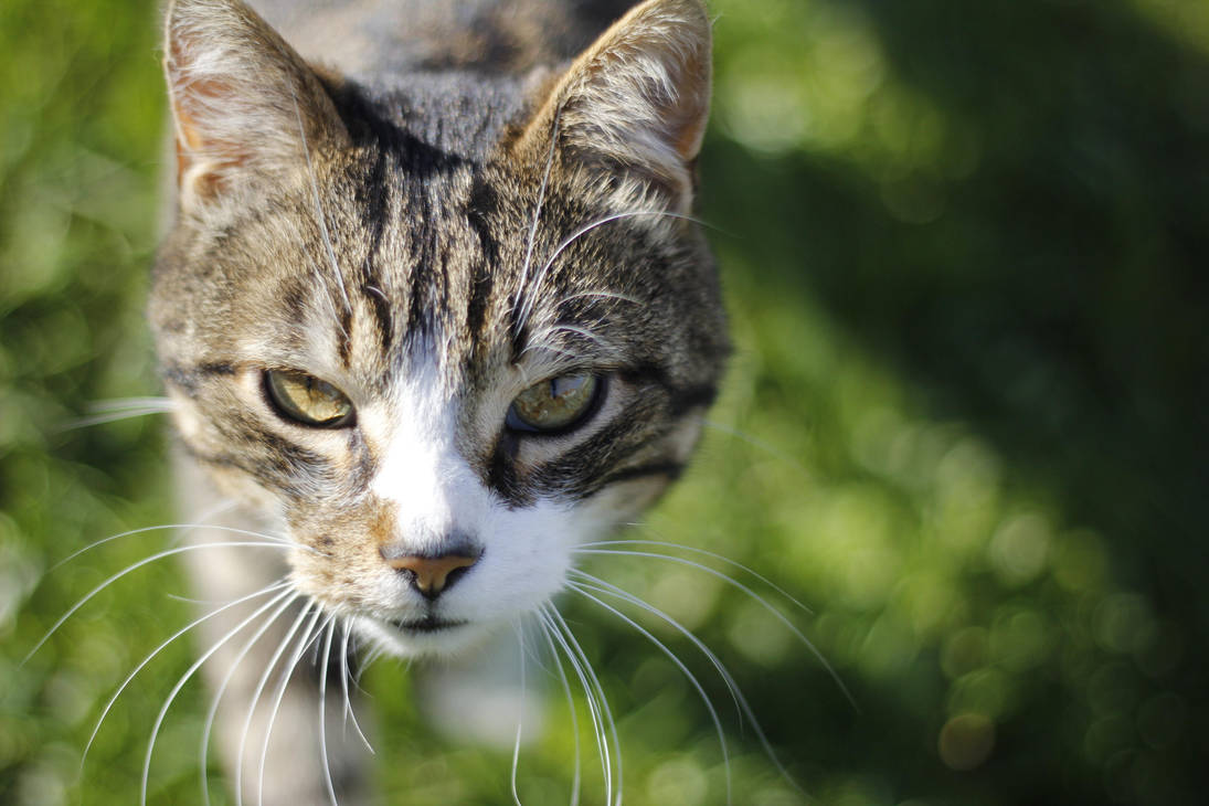 Cat by Kalabint Cat by Kalabint