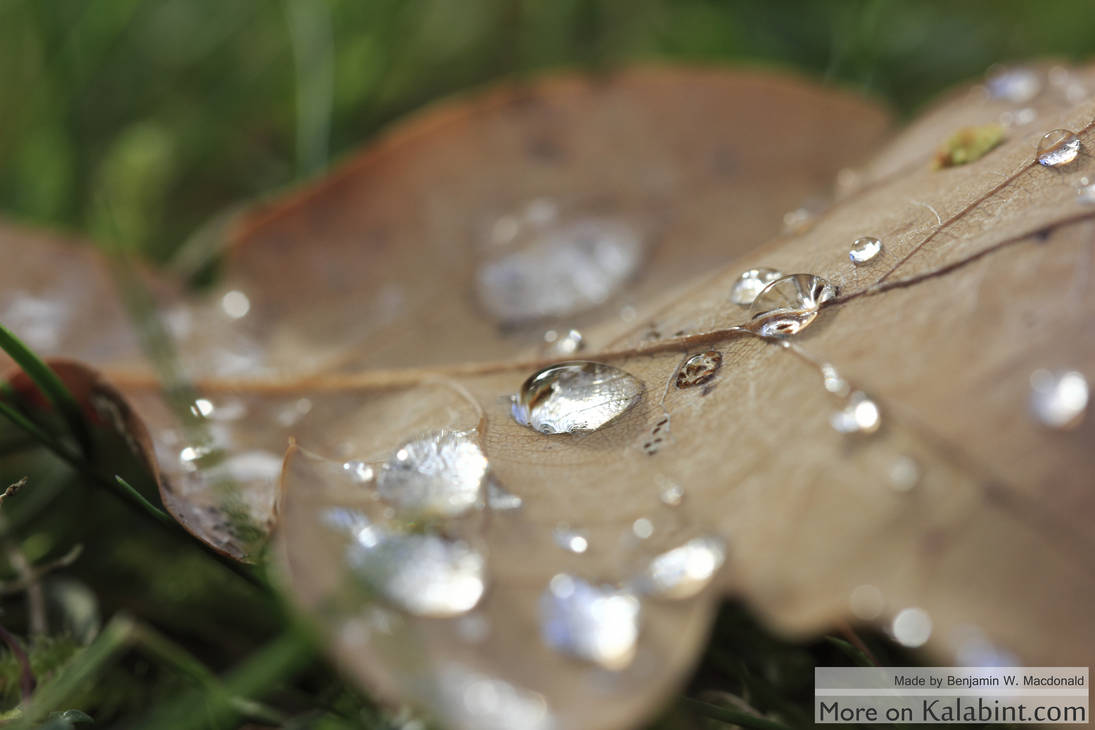 Morningfeeling with Waterdrops by Kalabint Morningfeeling with Waterdrops by Kalabint