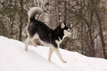Ballerina by DeingeL-Dog-Stock