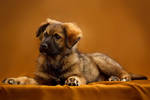 Puppy by DeingeL-Dog-Stock