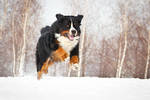 Running by DeingeL-Dog-Stock
