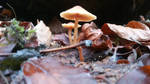 Untitled by sammylicous