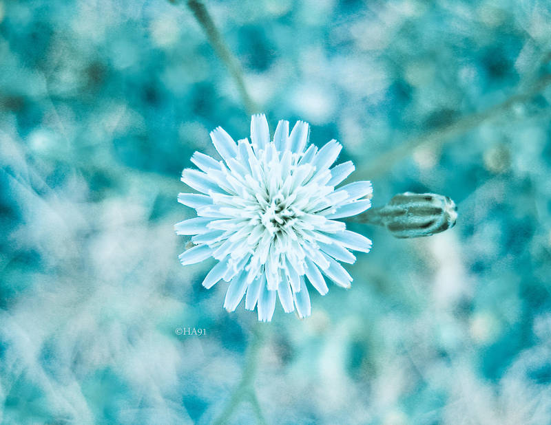 Baby Blues by HA91