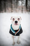 Snow Dog by OkamiaAmaterasu