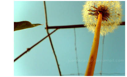 pede um desejo by juanabranco