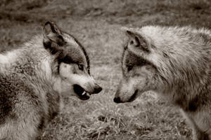 wolves mating by MarcoBranchi on DeviantArt