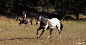 the chase by Yair-Leibovich