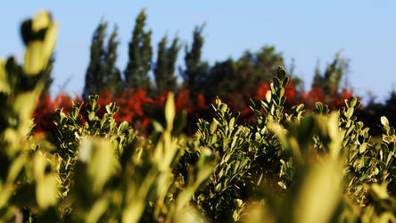 Flowers Trees Plants And Nature 4 Full On