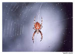 Spider by gmtb-stock