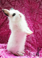 Sigrid's Maglo Maggeri by siirilydia