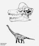 Brachiosaurus altithorax by briankroesch