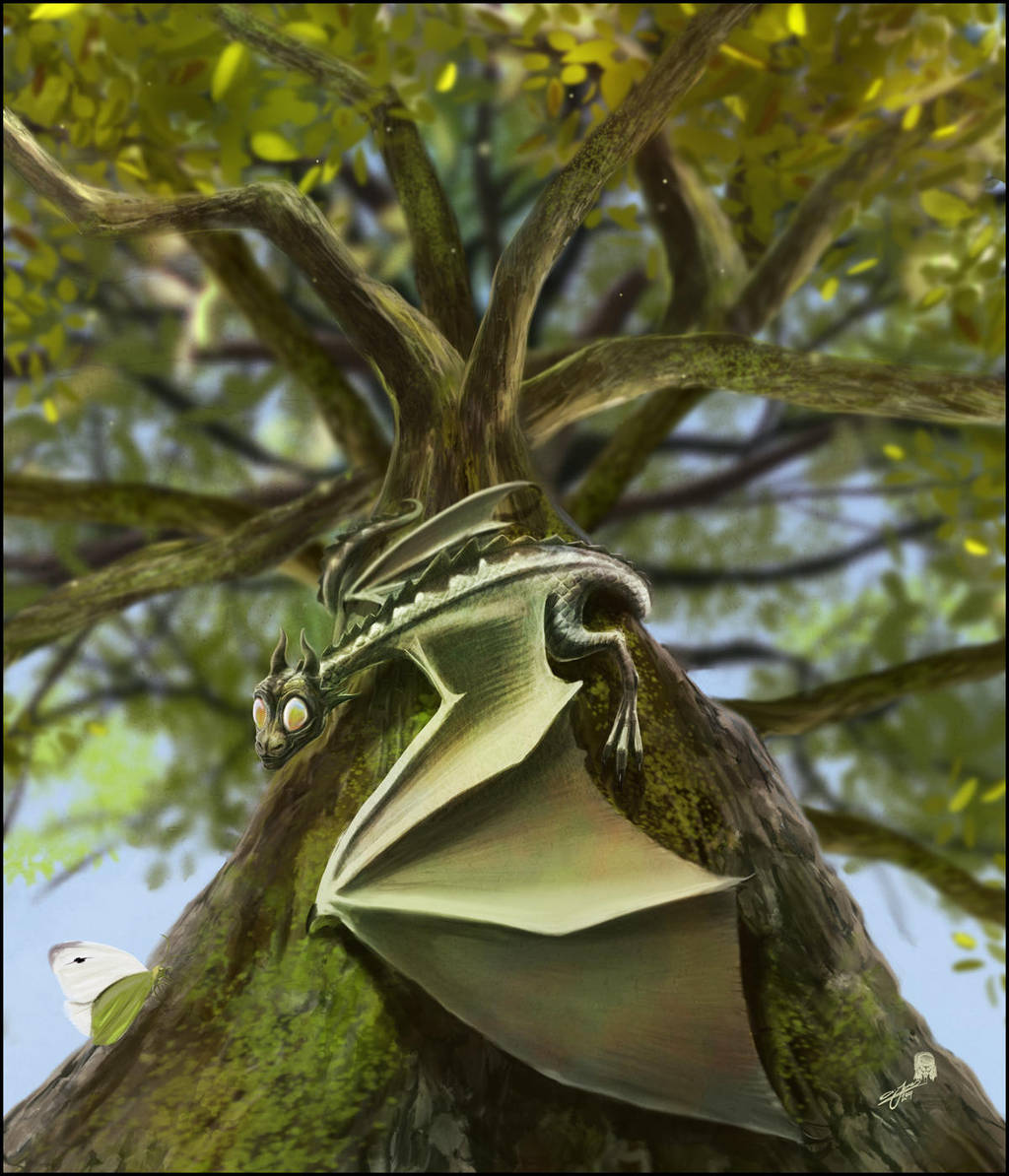 Tillydragon by AndyFairhurst