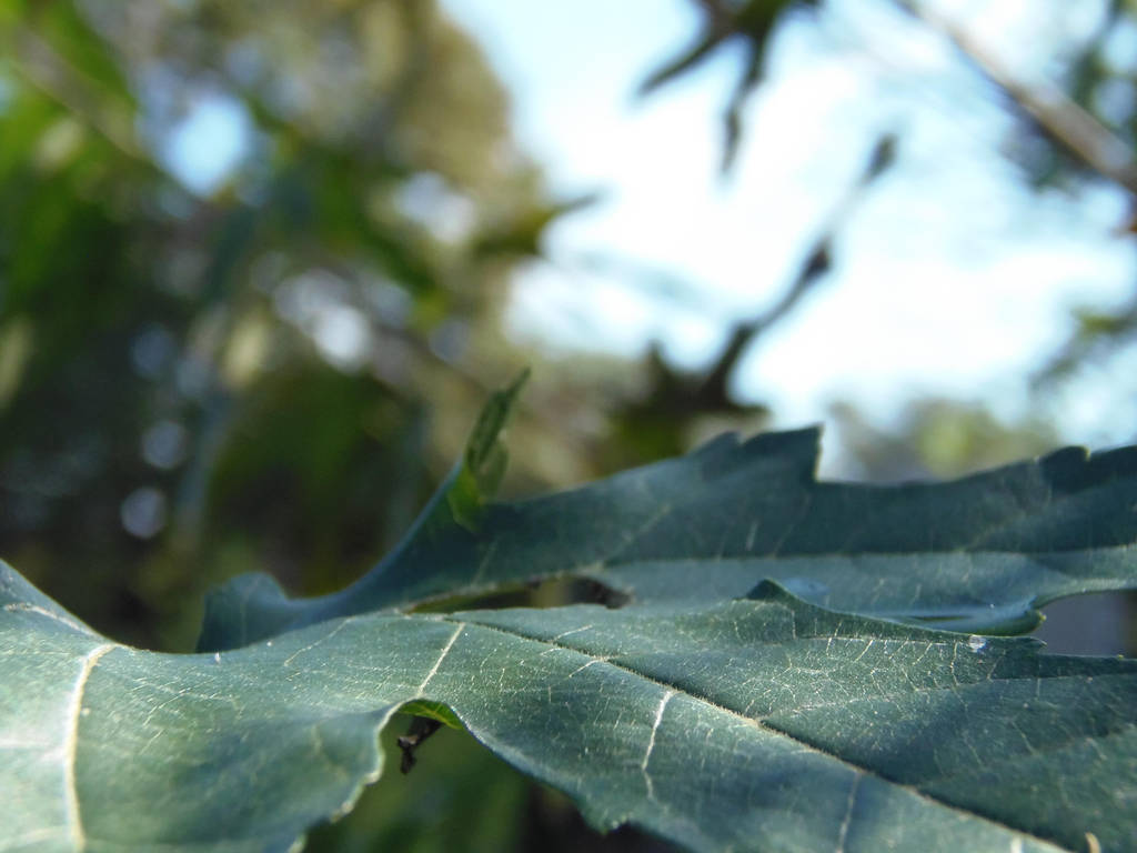 Leaf Upclose by capturedbykc