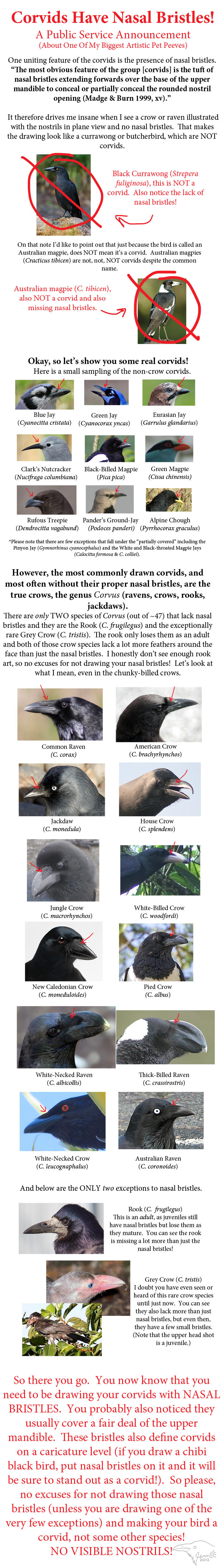 Corvids Have Nasal Bristles PSA by SageKorppi
