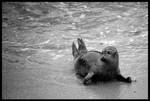 Baby Seal: Updated by samtheflash82