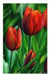 Tulips by rustydoubleohseven