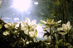Spring is in the Air. by Mimmilius