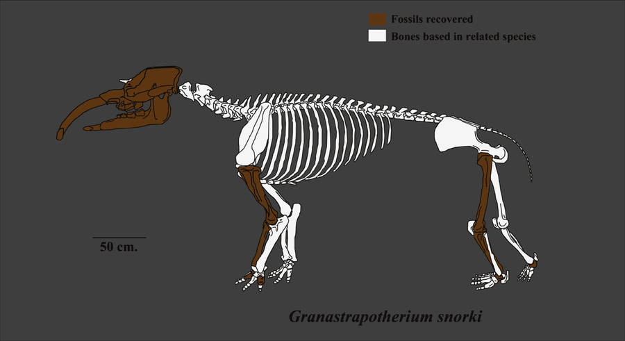 Granastrapotherium 2 by Zimices