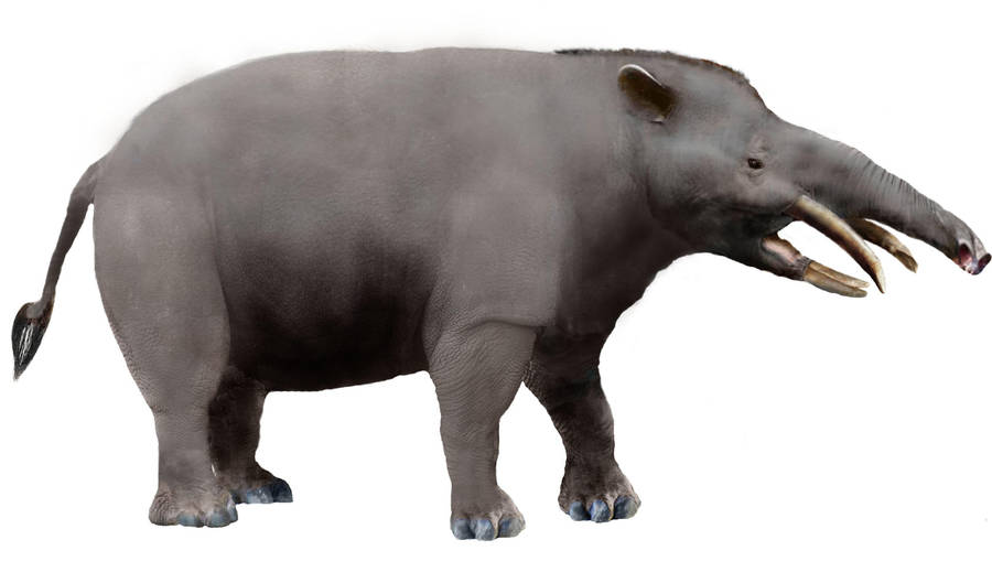 Granastrapotherium WIP 2 by Zimices