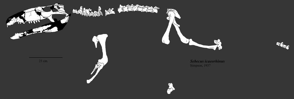 Sebecus icaeorhinus by Zimices