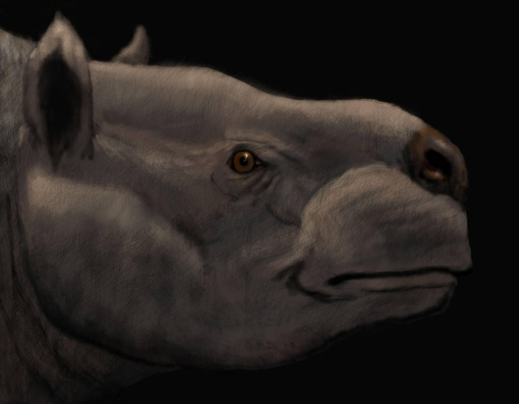 Mixotoxodon 3 by Zimices
