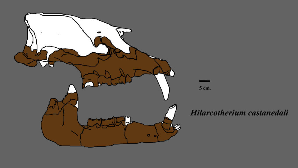 Hilarcotherium by Zimices